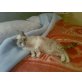 Muffin, Siam-Mix - Kater