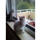 Muffin, maincoone-perser mix - Kater