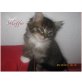 Muffin und Leni, Maine Coon-Perser-Mischlinge - Katze
