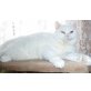 Muffin und Phoebe, Britisch Kurzhaarkatze - Katze