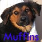 Muffins 001, DSH-Mix Welpen - Hündin