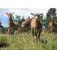 Mufflon-Wildschafe - männlich