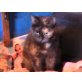 Muggi, Perser Mix - Katze
