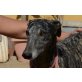 Muleta, Galgo Español - Hündin