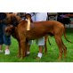 Multi-Ch.Abuya of Kwando, Rhodesian Ridgeback - Rüde