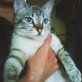 Muneca, süßes Siam-Mix-Mädchen - Katze