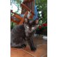 Murli, Hauskatze - Katze