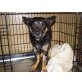Murmel 2, Pinscher-Mischlingsrüde - Rüde