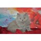 Murphy, Britisch Langhaar - Kater