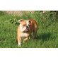 Murphy, Englische Bulldogge - Rüde