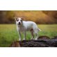Murphy, Jack Russel - Rüde