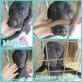 Murphy, Labrador-Mix - Rüde