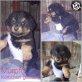 Murphy, Mischling Welpen - Rüde