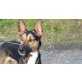 Murphy, Zuckersüßer Bursche sucht Zuhause! - Rüde