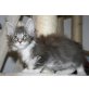 Murphy und Jesse, Maine Coon - Kater