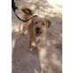 Mus, 40 cm Mischling, 1 Jahr, Familienhund - Hündin