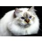 Muschi, Heilige Birma - Katze
