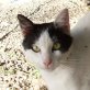 Musetto, schwarz/weißer - Kater