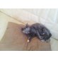 Mushu , Europäische Kurzhaarkatze - Katze