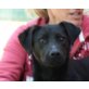 Mushu, Labrador Retriever Mix - Rüde