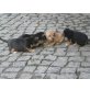 Mutter Jack Rusell Terrier Vater Dackel Welpen - Hündin