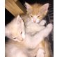 Mutter Langhaar/Vater unbekannt - Kater