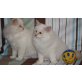 Mutter und Sohn, Heilige Birma - Kater