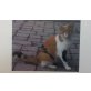 Mutzi, Hauskatzen - Katze