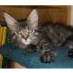 Mutzi, Maine Coon - Katze