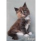 My Fair Lady, Maine Coon - Katze