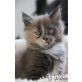 My Fair Lady, Maine Coon - Katze