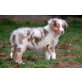 My Love´s Red Wishes, Australian Shepherd Dog Welpen - Hündin