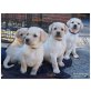 My Luck Caballito, Labrador Retriever Welpen - Rüde