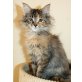 My little Colour Queen, Maine Coon - Katze