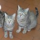 MyFly und Touche, Europäische Kurzhaarkatze - Kater
