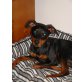 Mylo, Zwergpinscher - Rüde