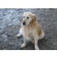 Mylow, Golden Retriever - Rüde