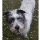 Myrto, Terrier-Mischling - Hündin