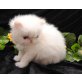 Mystery Charm of Jesscor Cats, Perser - Kater