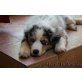 Mystic Highlands, Australian Shepherd Dog Welpen - Hündin
