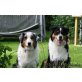 Mystic Highlands, Australian Shepherd Dog Welpen - Hündin