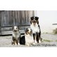 Mystic Highlands, Australian Shepherd Dog Welpen - Hündin