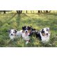 Mystic Highlands, Australian Shepherd Dog Welpen - Hündin