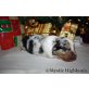Mystic Highlands, Australian Shepherd Dog Welpen - Rüde