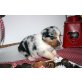 Mystic Highlands, Australian Shepherd Dog Welpen - Rüde