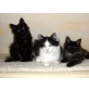 Mystique, Willi und Secret..., Maine Coon - Katze