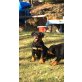 N - Vom Jungfrauen Stein , Rottweiler Welpen - Rüde