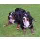 N-Wurf, Berner Sennenhund Welpen - Hündin