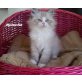 N-Wurf, Neva Masquarade - Katze