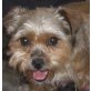 NAI-SAN, Shi-tzu/Yorkiemixhündin, PS Wien - Hündin